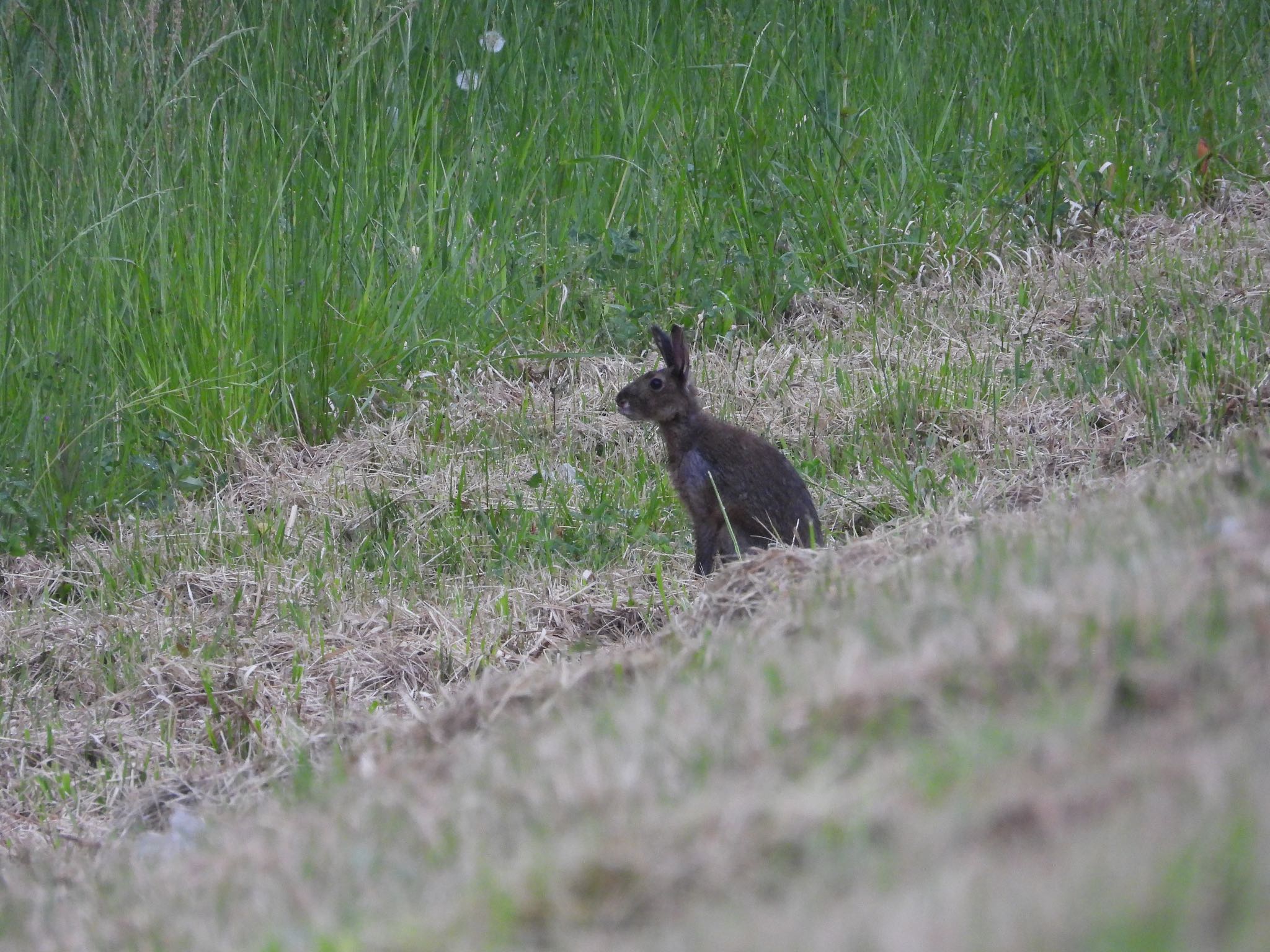 ニホンノウサギ？