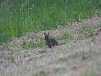 Unknown Species つくば市 Tue, 5/5/2020