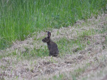 Tue, 5/5/2020 Birding report at つくば市