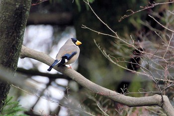 Japanese Grosbeak Unknown Spots Thu, 3/10/2016