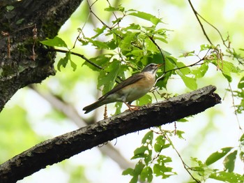 2020年5月4日(月) 兵庫県明石市の野鳥観察記録