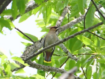 Tue, 5/5/2020 Birding report at 兵庫県明石市