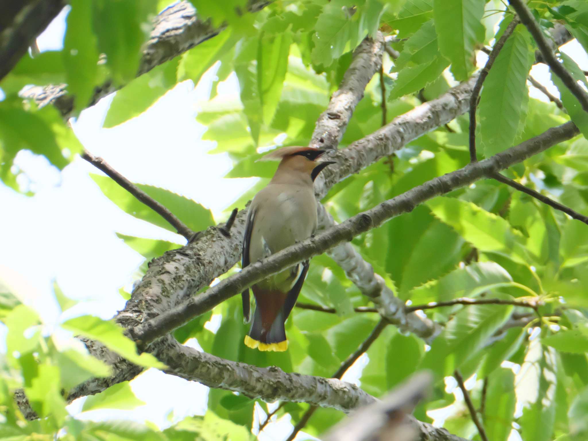 Bohemian Waxwing