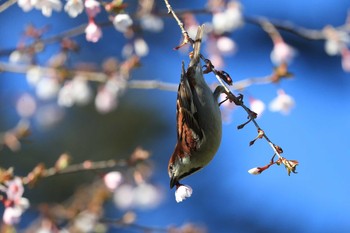 ニュウナイスズメ 北海道 函館市 見晴公園 2020年5月5日(火)