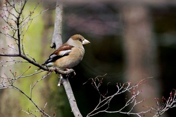 Hawfinch Unknown Spots Thu, 3/10/2016