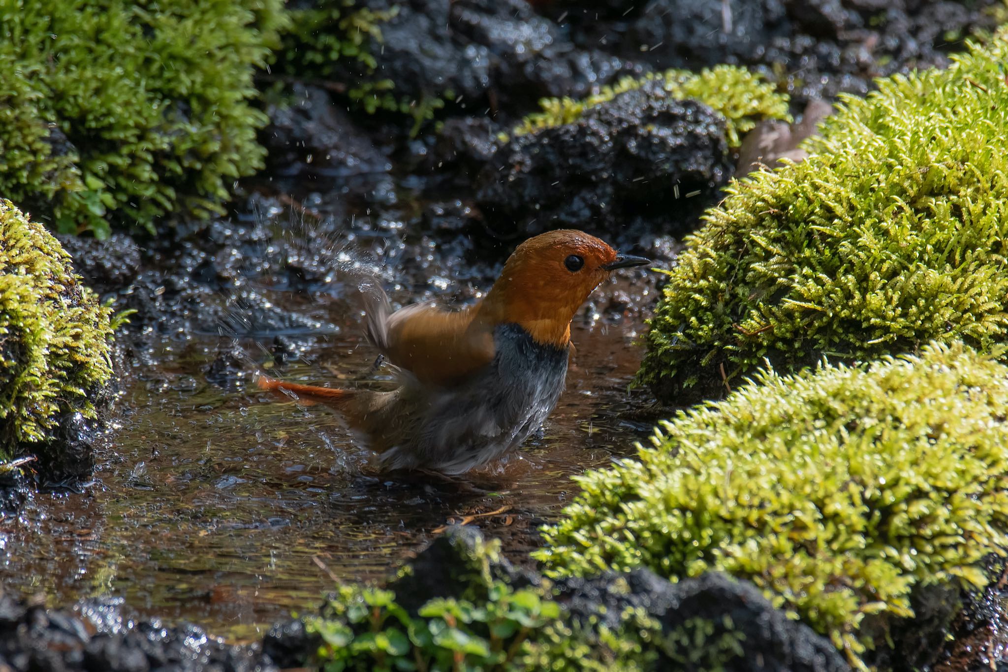 初！コマドリ水浴び〜