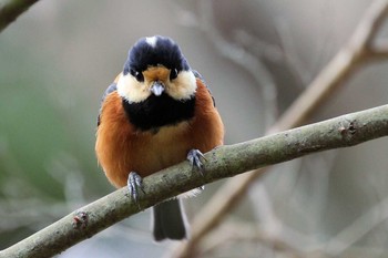 Varied Tit Unknown Spots Thu, 3/10/2016