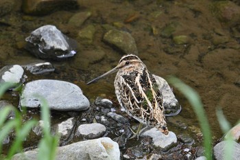 2020年5月5日(火) 野川の野鳥観察記録