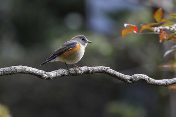 Red-flanked Bluetail Unknown Spots Tue, 3/15/2016
