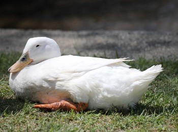 アヒル 昆陽池公園 撮影日未設定