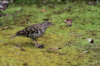 トラツグミ 場所が不明 2016年3月13日(日)