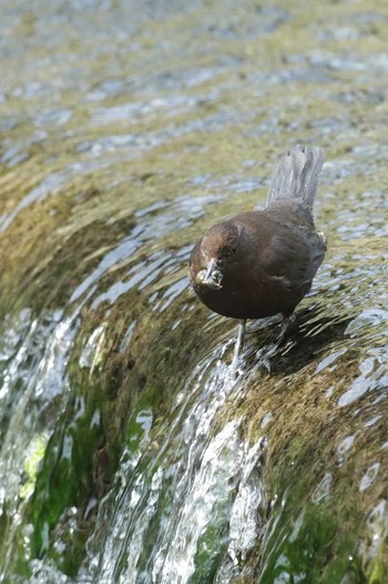 Brown Dipper 八王子市 Mon, 4/18/2016