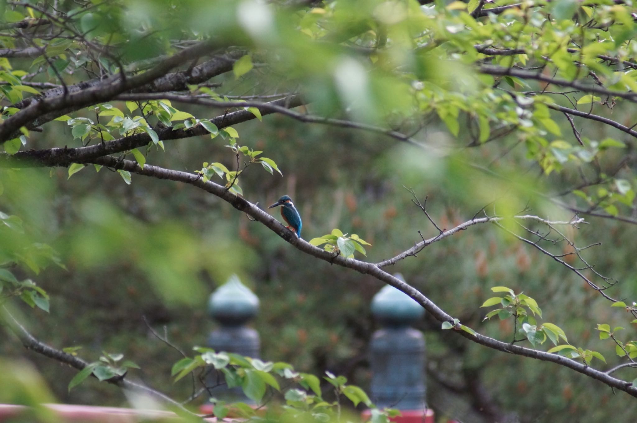 Photo of Common Kingfisher at 定光寺公園 by Kengo5150