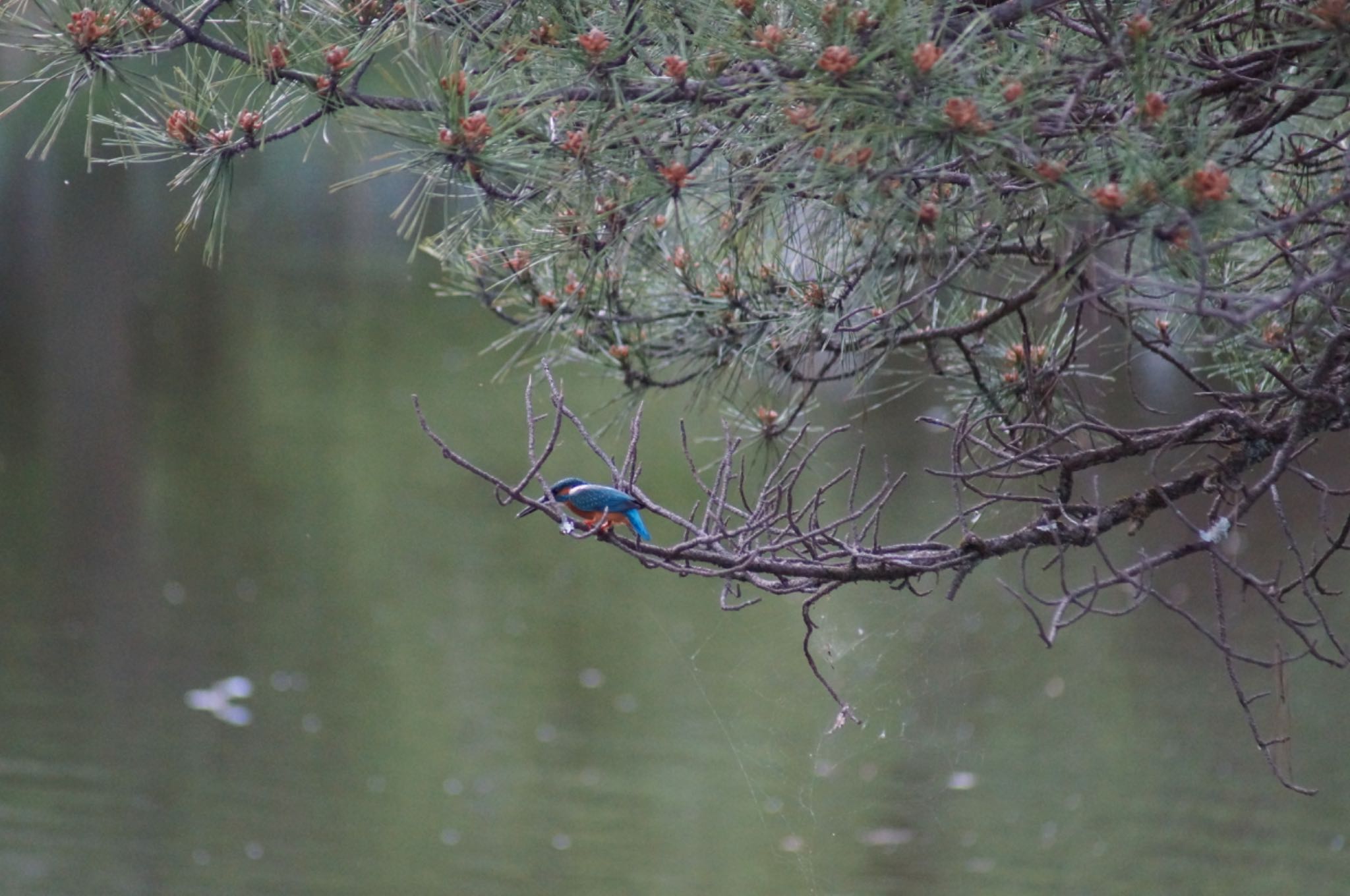 Photo of Common Kingfisher at 定光寺公園 by Kengo5150