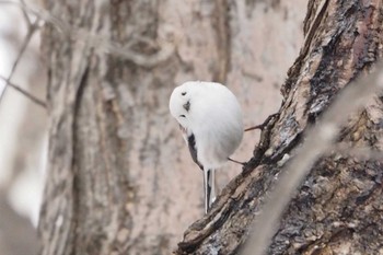 Long-tailed tit(japonicus) Asahiyama Memorial Park Sat, 2/16/2019