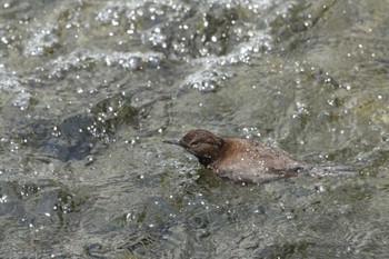 Brown Dipper 八王子市 Mon, 4/18/2016