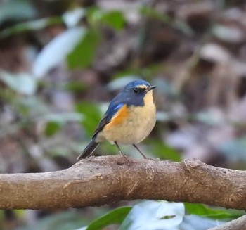 Red-flanked Bluetail Higashitakane Forest park Wed, 2/12/2020