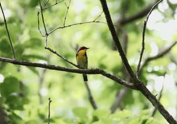 キビタキ 座間谷戸山公園 2020年5月5日(火)