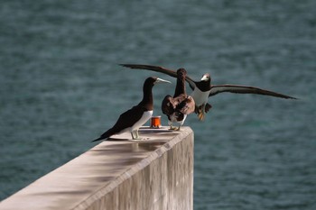 Brown Booby Unknown Spots Unknown Date