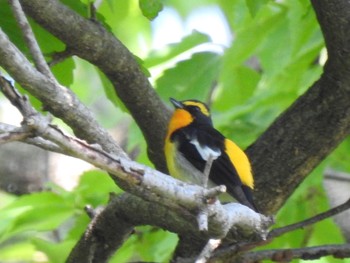 2020年4月29日(水) 生田緑地の野鳥観察記録