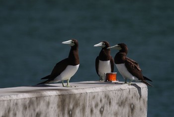 Brown Booby Unknown Spots Unknown Date