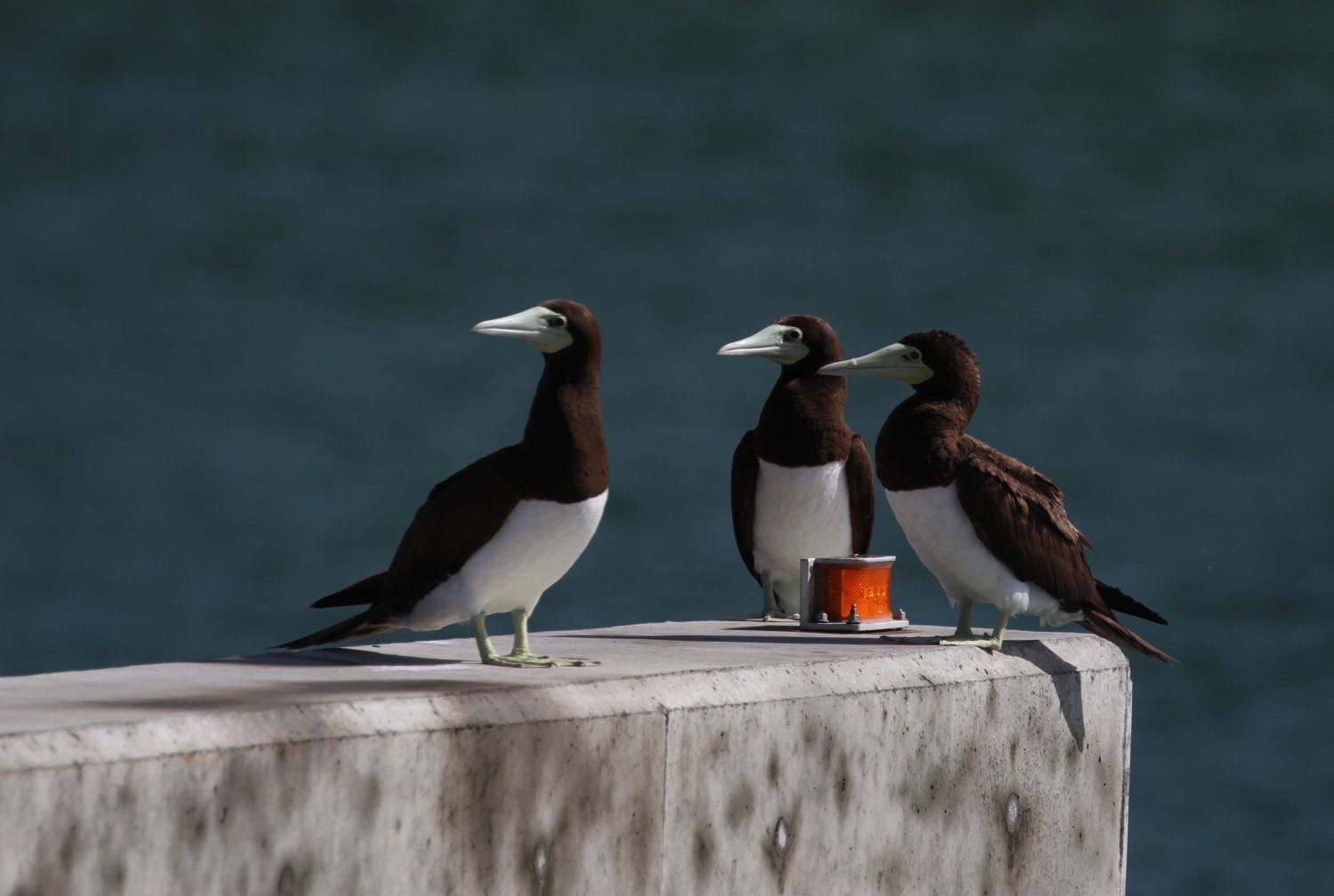 Photo of Brown Booby at  by アカウント227