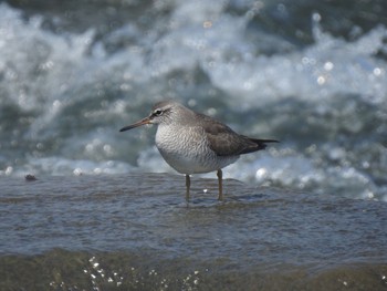 2020年4月29日(水) 多摩川二ヶ領宿河原堰の野鳥観察記録