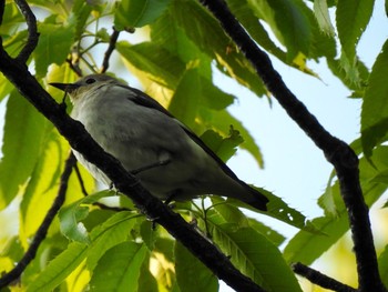 2020年4月30日(木) 生田緑地の野鳥観察記録