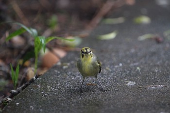 Bonin White-eye Unknown Spots Tue, 10/27/2015