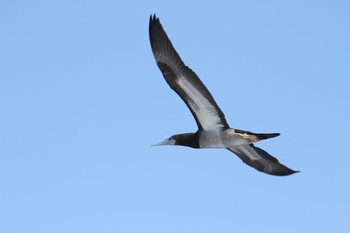 Brown Booby Unknown Spots Thu, 10/29/2015