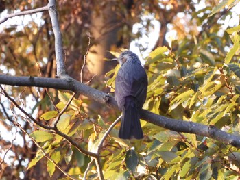 Brown-eared Bulbul 東京都多摩地域 Thu, 11/21/2019