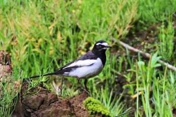 Japanese Wagtail 新潟市 Tue, 5/5/2020