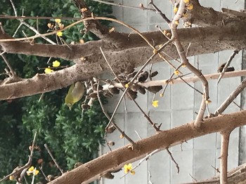 Warbling White-eye 深谷市 Sat, 2/15/2020