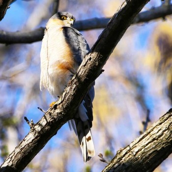 Eurasian Sparrowhawk Unknown Spots Tue, 5/5/2020