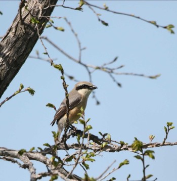 Bull-headed Shrike Unknown Spots Tue, 5/5/2020