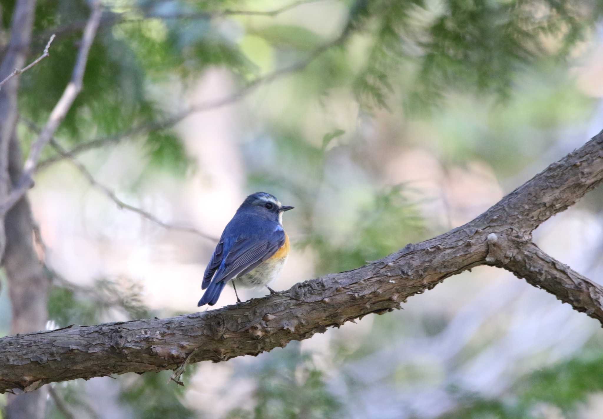 Photo of Red-flanked Bluetail at  by Kumi☆