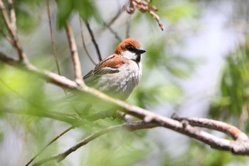 Russet Sparrow Unknown Spots Tue, 5/5/2020