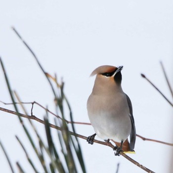 Japanese Waxwing Unknown Spots Unknown Date