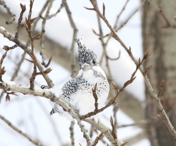 Crested Kingfisher Unknown Spots Unknown Date