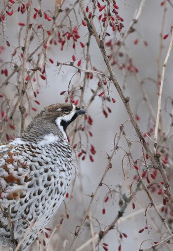 エゾライチョウ 場所が不明 撮影日未設定