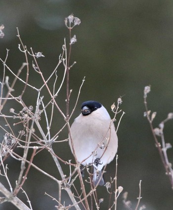 Eurasian Bullfinch Unknown Spots Unknown Date