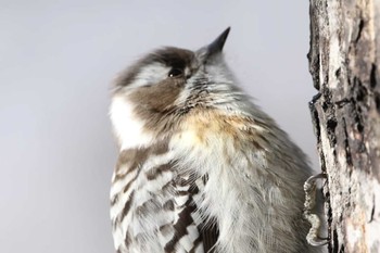 Japanese Pygmy Woodpecker Unknown Spots Unknown Date