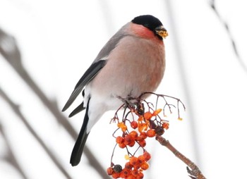 Eurasian Bullfinch Unknown Spots Unknown Date