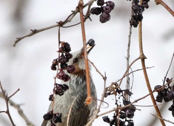 Brown-eared Bulbul Unknown Spots Unknown Date