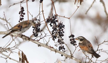 Dusky Thrush Unknown Spots Unknown Date