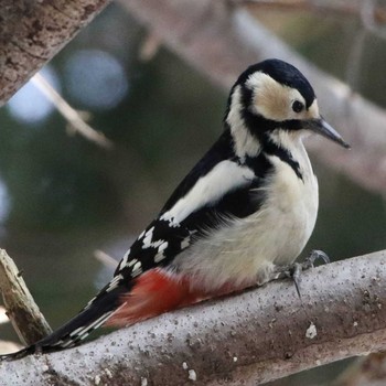 Great Spotted Woodpecker Unknown Spots Unknown Date