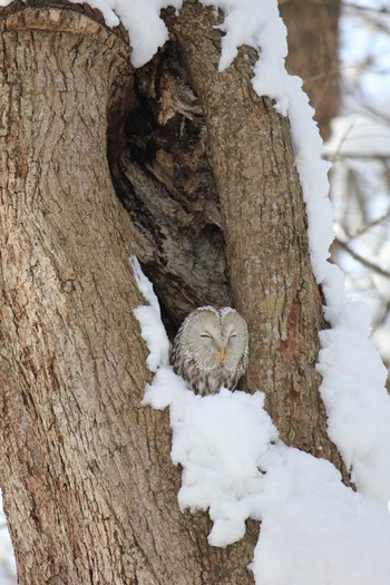 Ural Owl(japonica) Unknown Spots Unknown Date