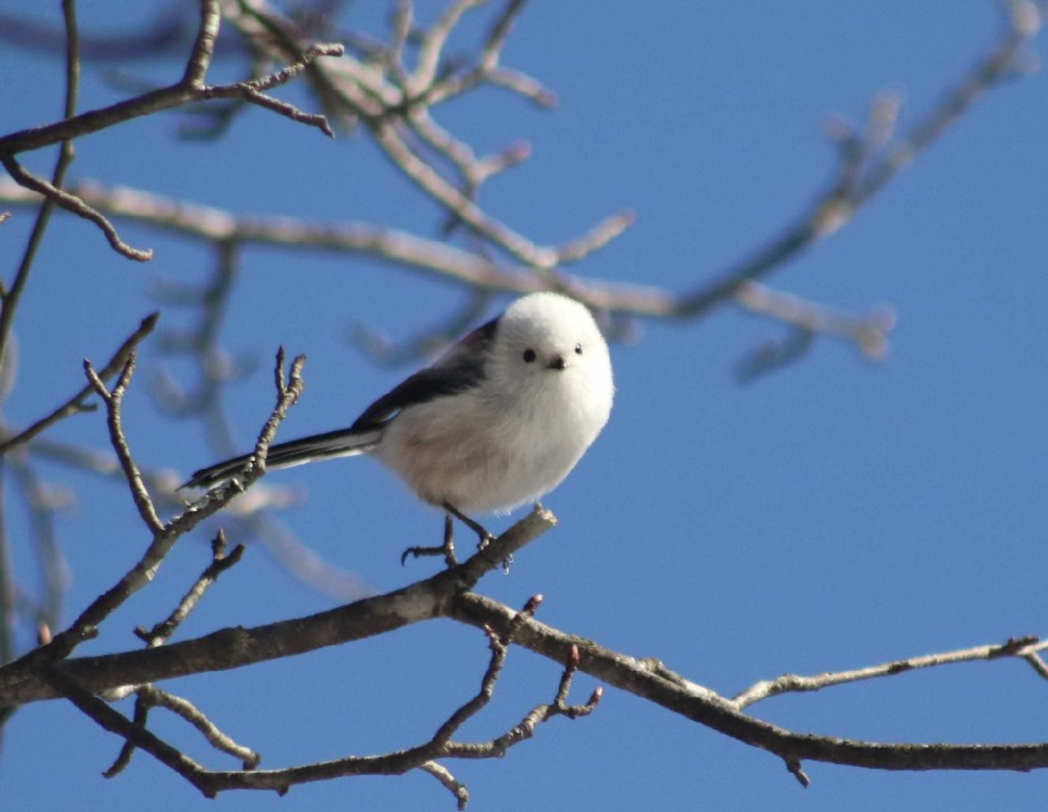 Photo of Long-tailed tit(japonicus) at  by Kumi☆