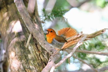 Japanese Robin Unknown Spots Sat, 5/19/2018