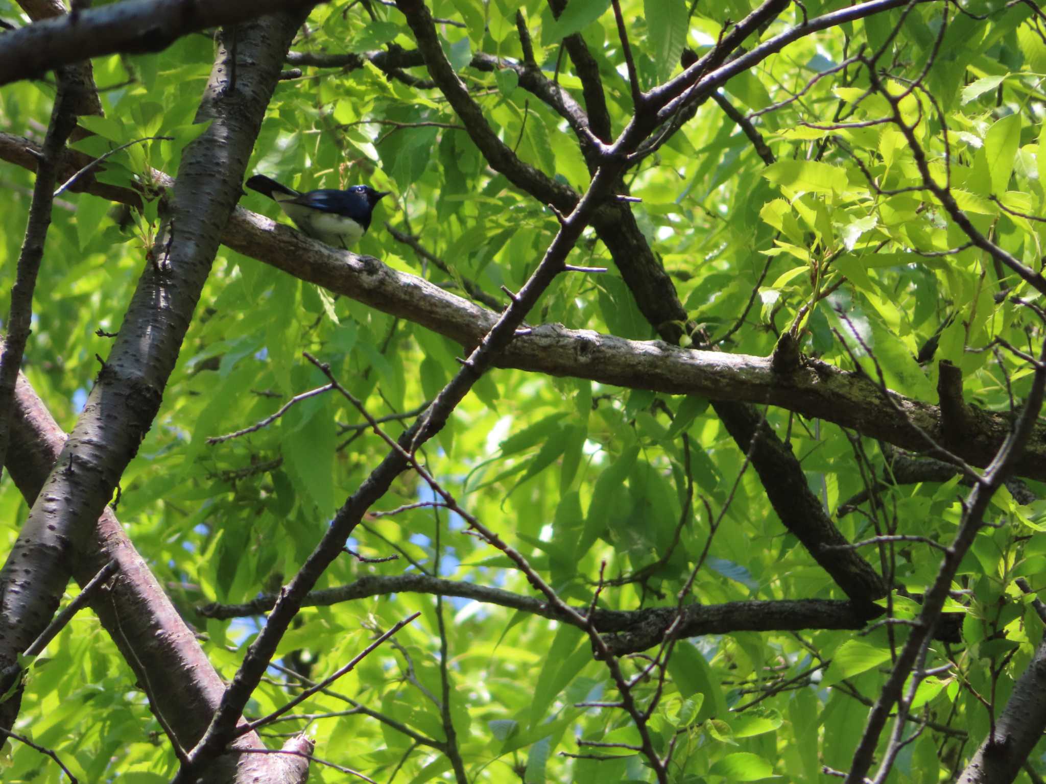 Blue-and-white Flycatcher